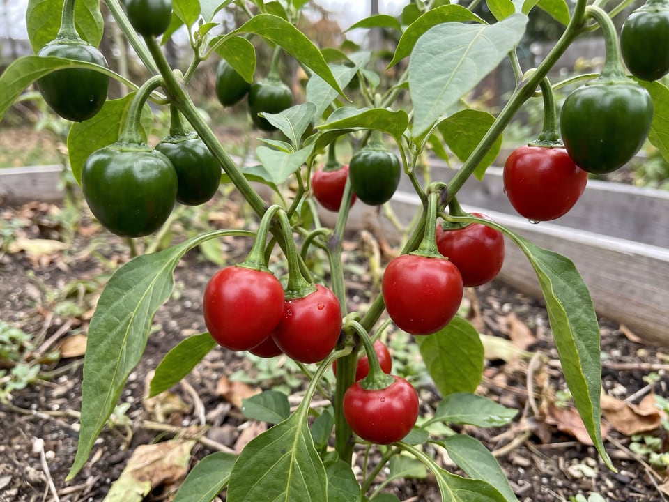 Ripe Red Cherry Sweet pepper pods on the plant