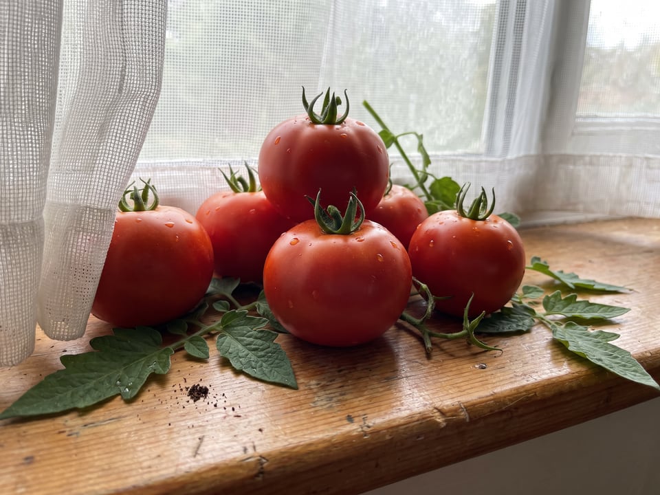 Freshly picked Red Deuce tomatoes