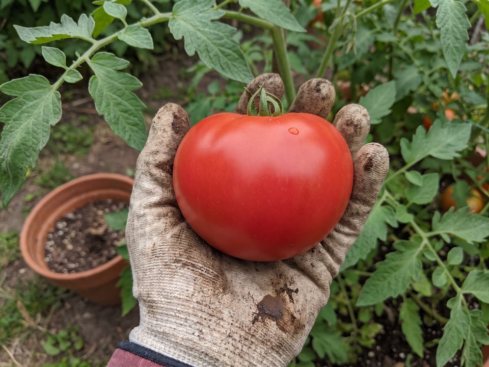 A ripe Red Deuce tomato held in a gardener's hand