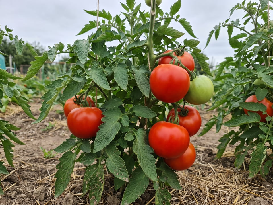 Red Deuce tomato plant in a garden bed with ripe fruit on the vine