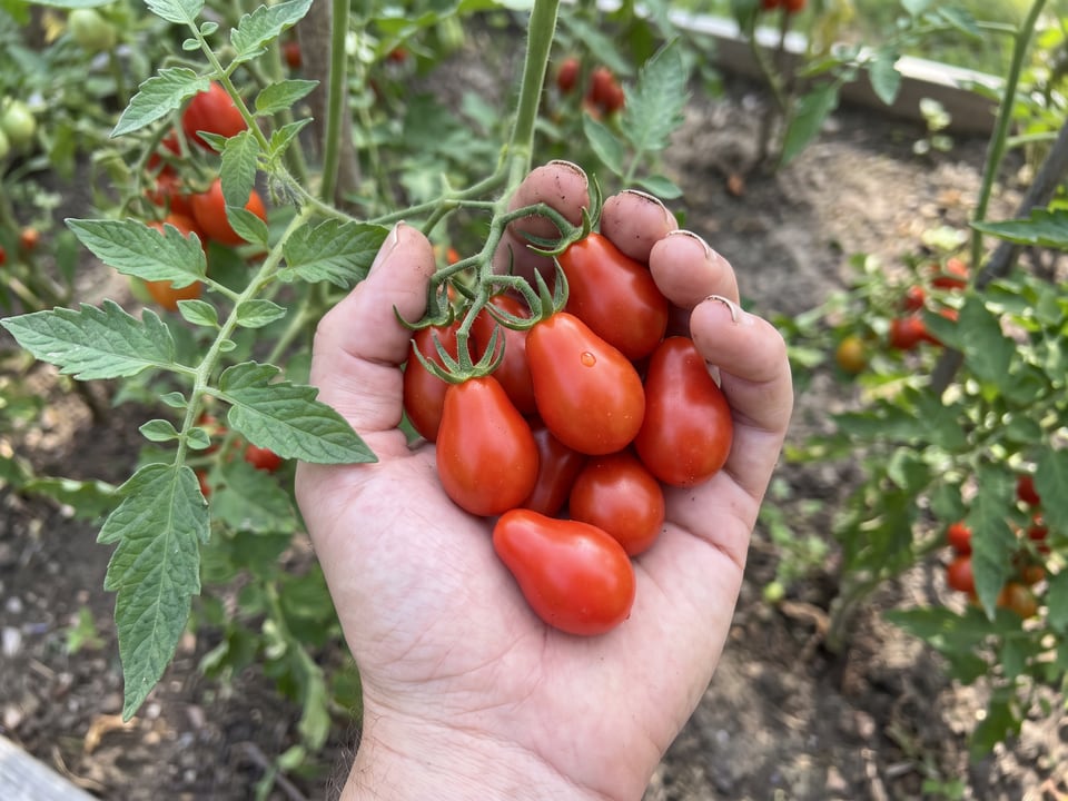 A ripe Red Pear tomato held in a gardener's hand