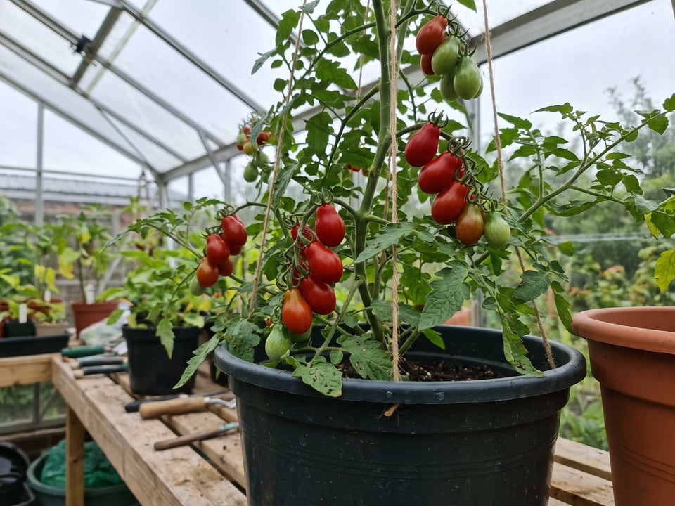 Red Pear tomatoes ripening on the vine under cover