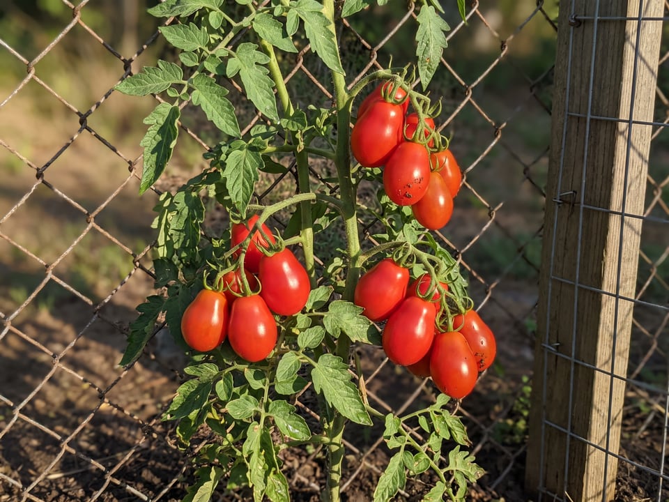Red Pear tomato plant in a garden bed with ripe fruit on the vine