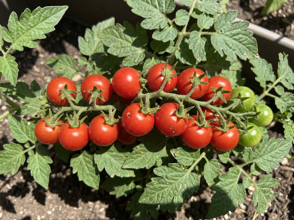 A truss of Red Robin tomatoes