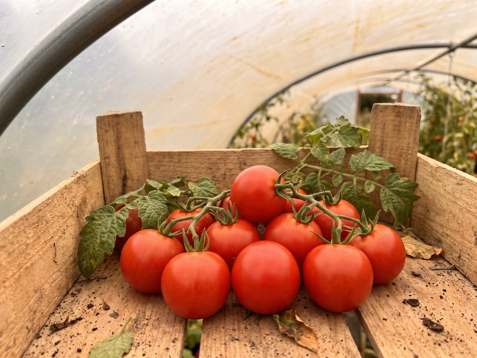 Freshly picked Red Robin tomatoes