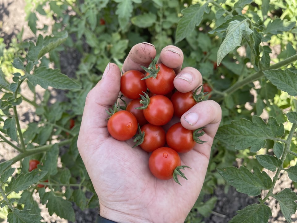 A ripe Red Robin tomato held in a gardener's hand