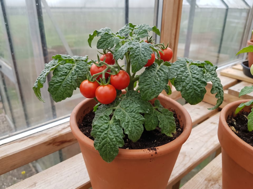 Red Robin tomatoes ripening on the vine under cover
