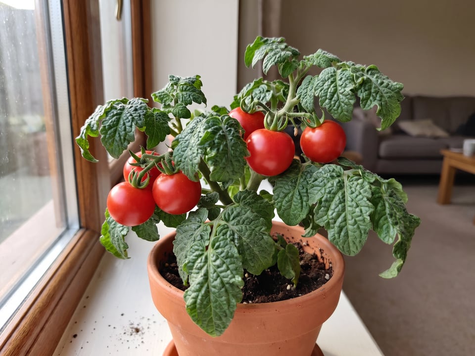 Red Robin tomato plant in a garden bed with ripe fruit on the vine