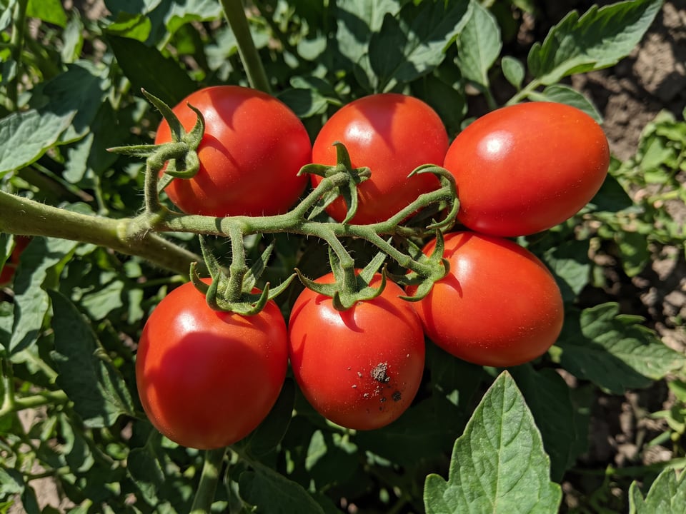 A truss of Rio Grande tomatoes