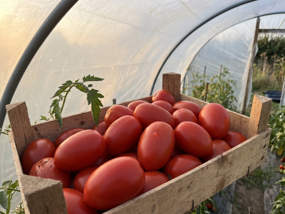 Freshly picked Rio Grande tomatoes