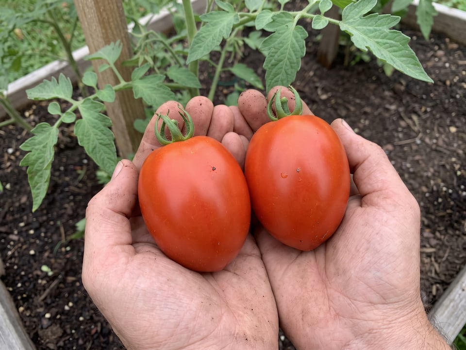A ripe Rio Grande tomato held in a gardener's hand