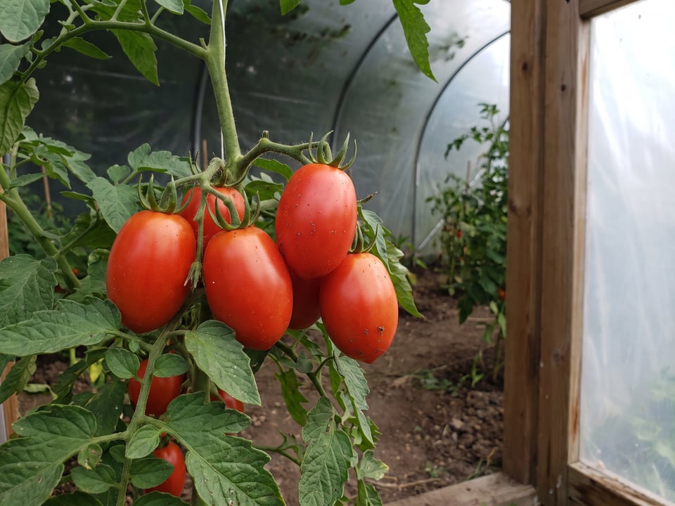 Rio Grande tomatoes ripening on the vine under cover