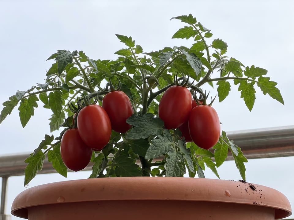 Rio Grande tomato plant in a garden bed with ripe fruit on the vine
