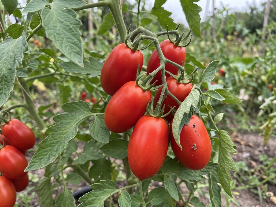 A truss of Roma tomatoes