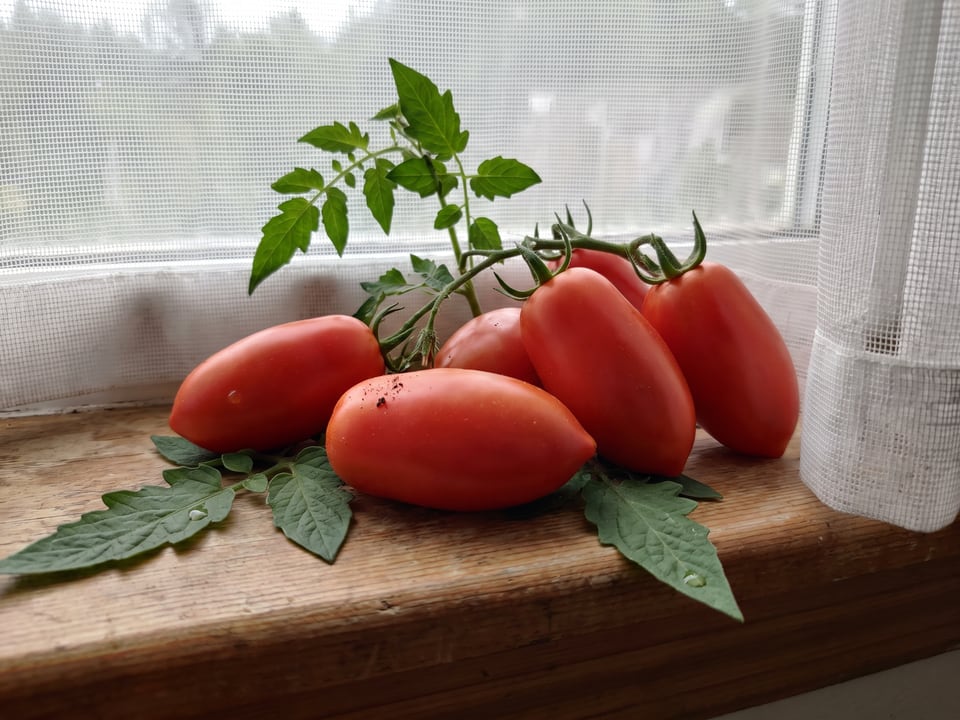 Freshly picked Roma tomatoes