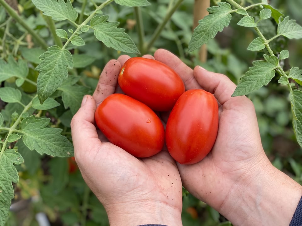 A ripe Roma tomato held in a gardener's hand