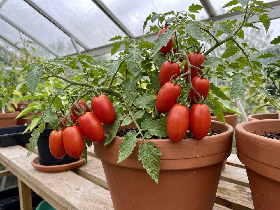 Roma tomatoes ripening on the vine under cover