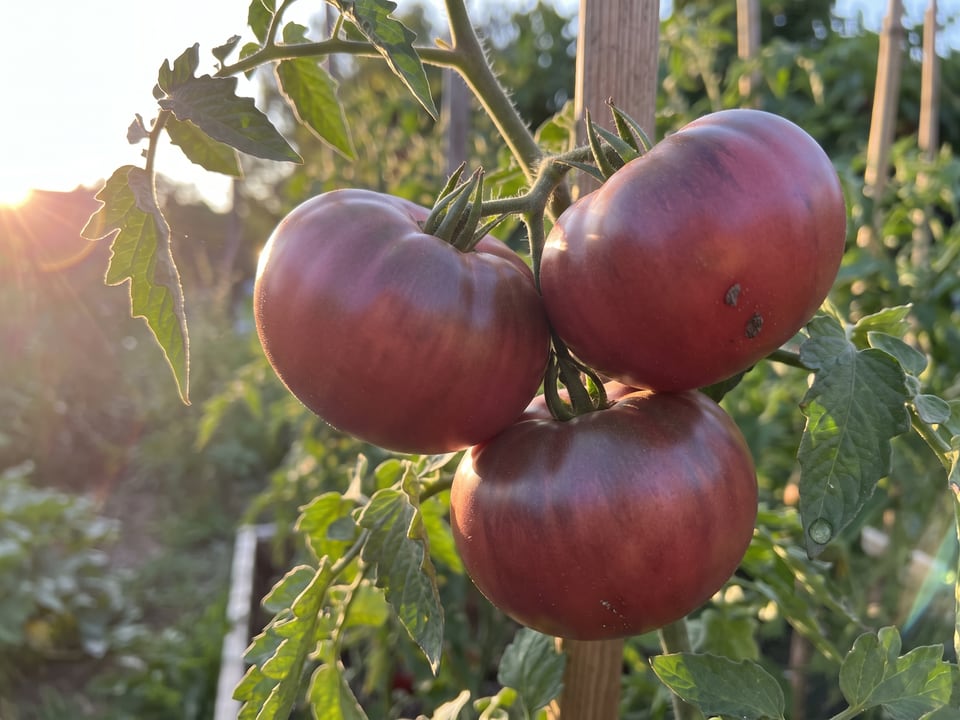 A truss of Rosella Purple tomatoes