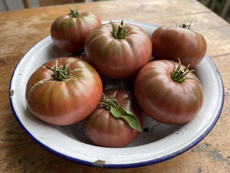 Freshly picked Rosella Purple tomatoes