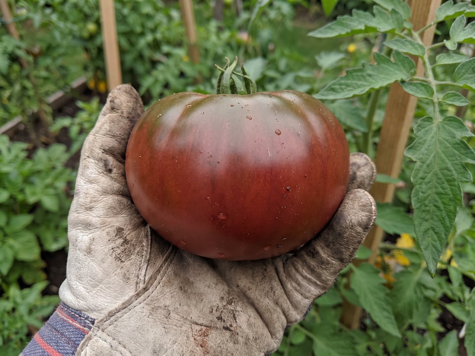 A ripe Rosella Purple tomato held in a gardener's hand