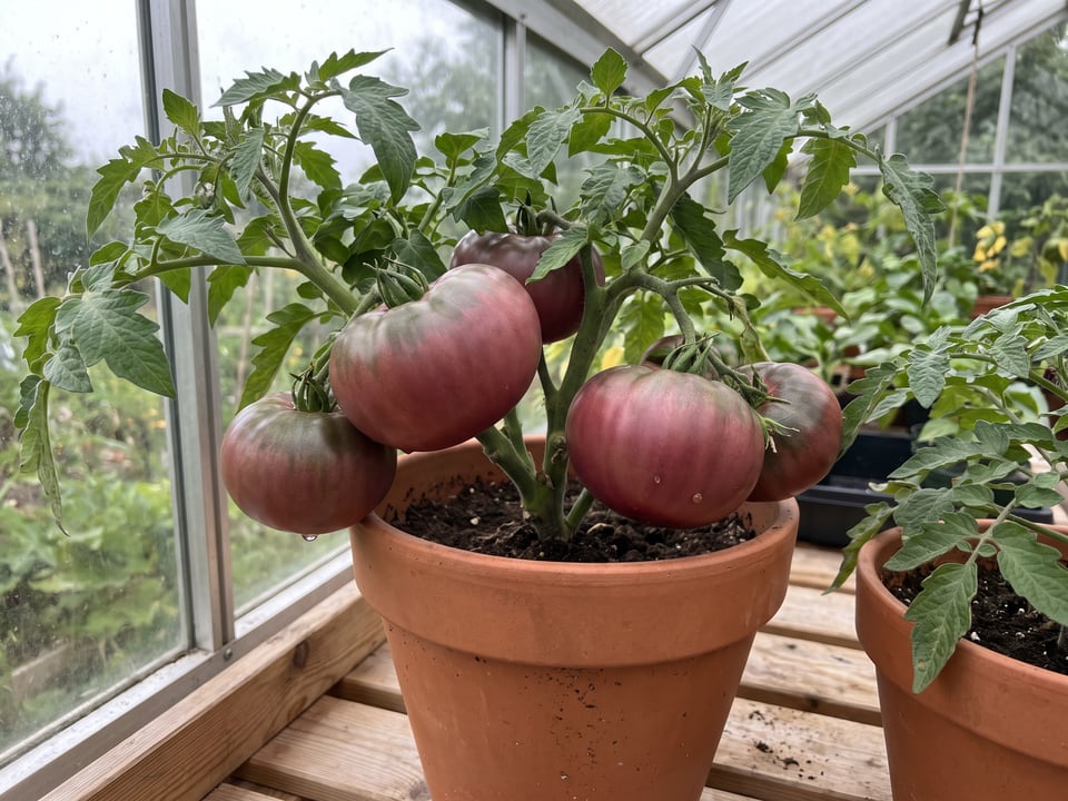 Rosella Purple tomatoes ripening on the vine under cover