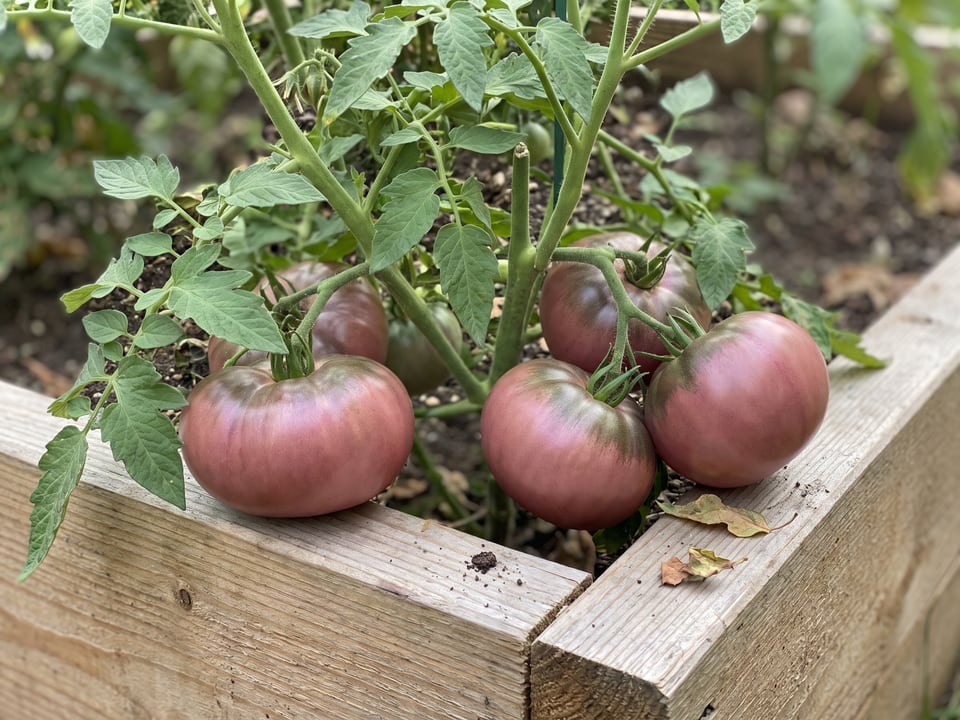 Rosella Purple tomato plant in a garden bed with ripe fruit on the vine