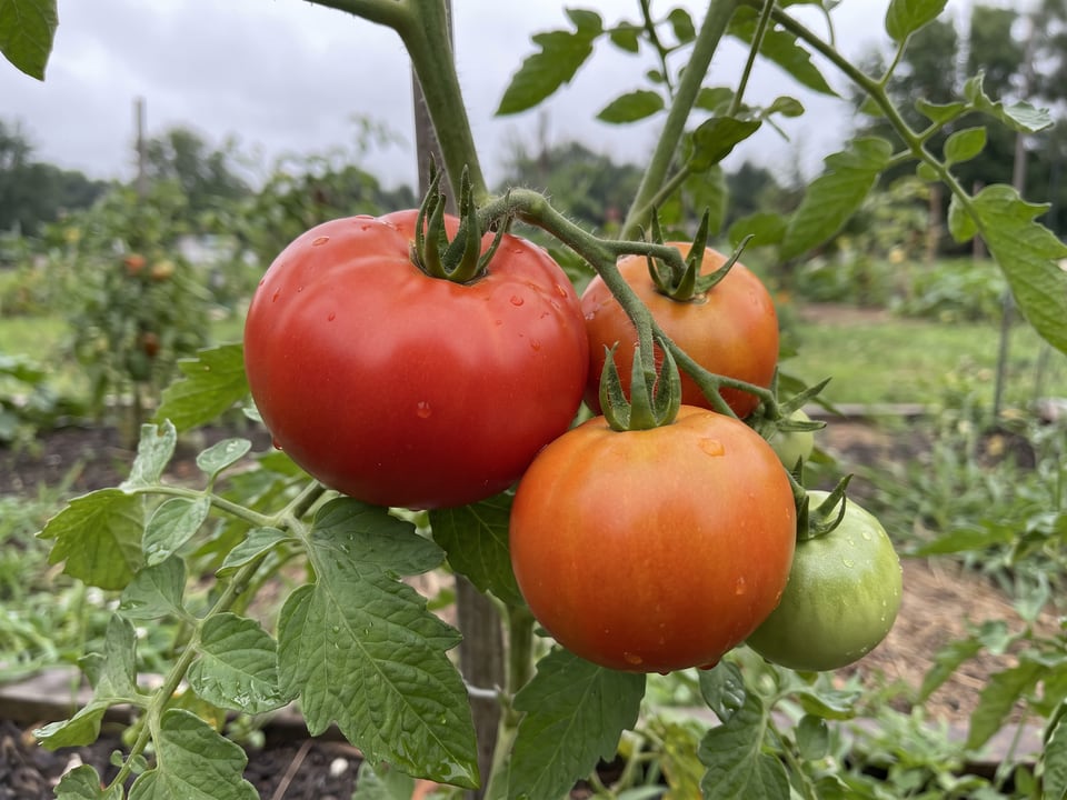 A truss of Rutgers tomatoes