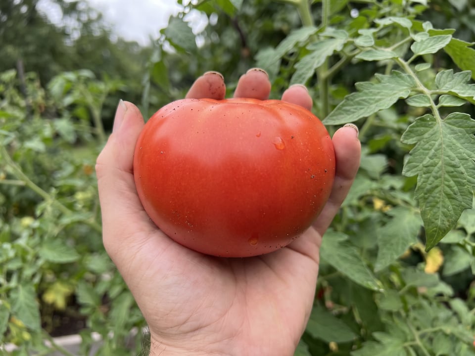 A ripe Rutgers tomato held in a gardener's hand