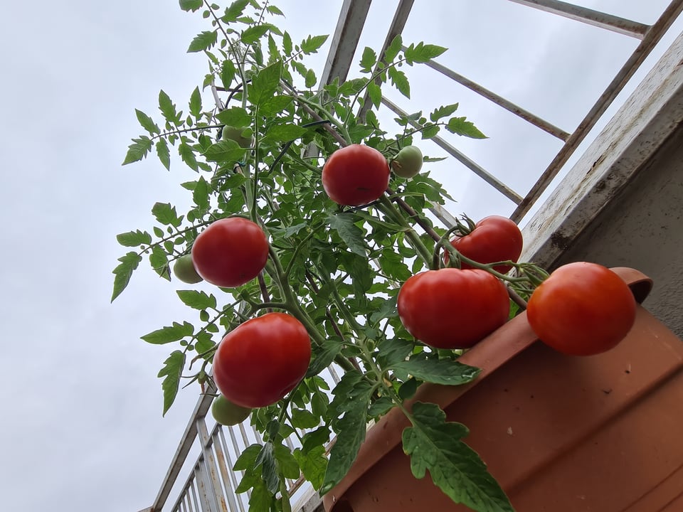 Rutgers tomato plant in a garden bed with ripe fruit on the vine