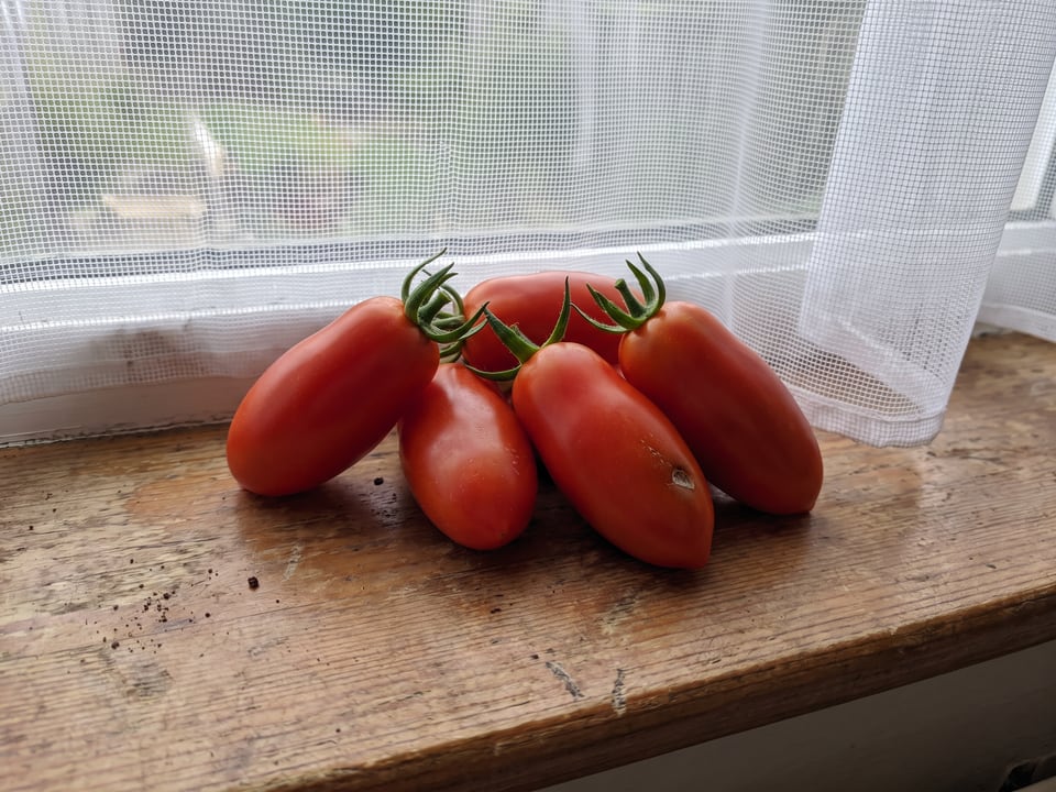 Freshly picked San Marzano tomatoes