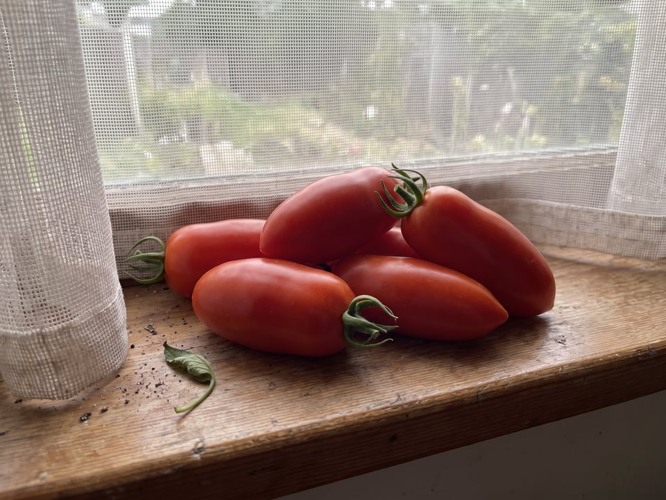 Freshly picked San Marzano tomatoes