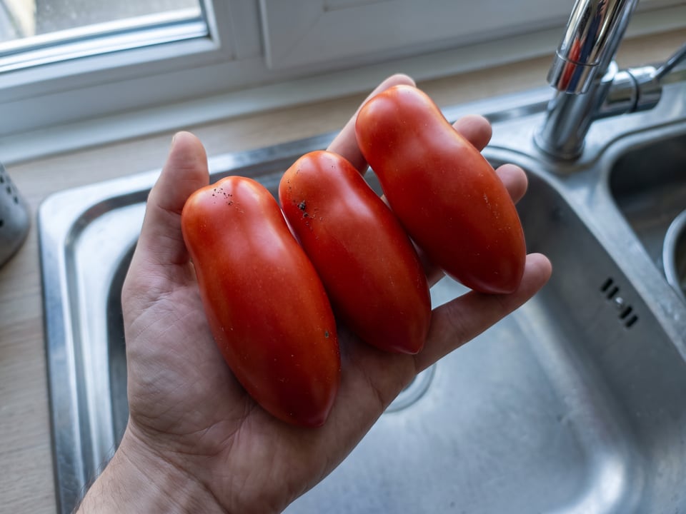 A ripe San Marzano tomato held in a gardener's hand