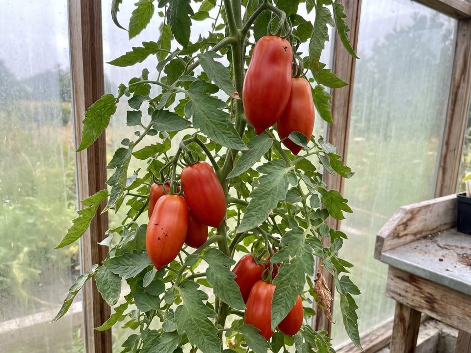 San Marzano tomatoes ripening on the vine under cover
