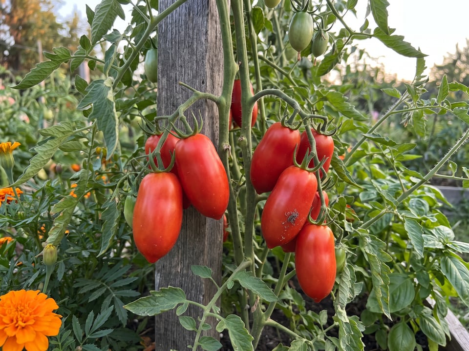 San Marzano tomato plant in a garden bed with ripe fruit on the vine