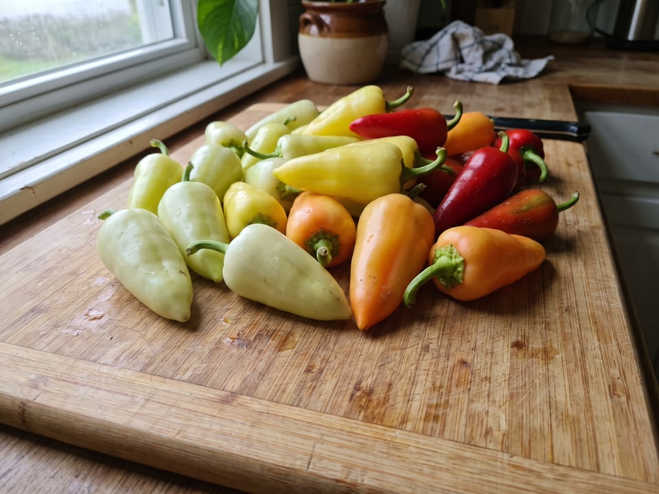 Freshly picked Santa Fe Grande peppers