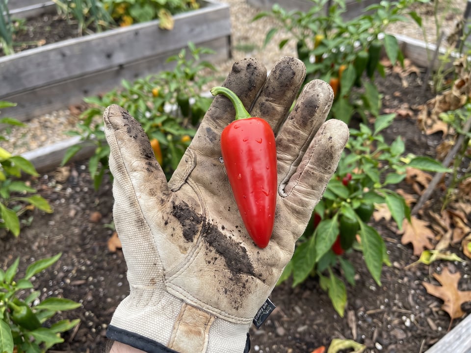A ripe Santa Fe Grande pepper pod held in a gardener's hand
