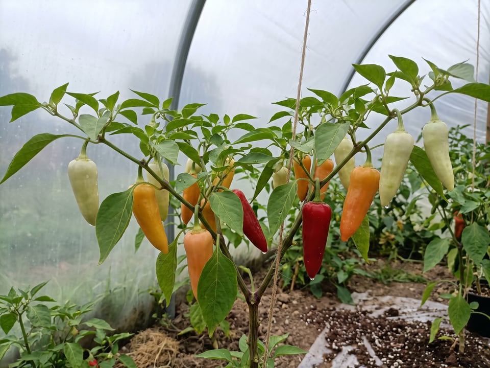 Santa Fe Grande pepper plant with ripe pods