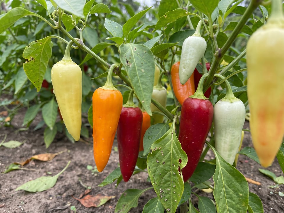Ripe Santa Fe Grande pepper pods on the plant