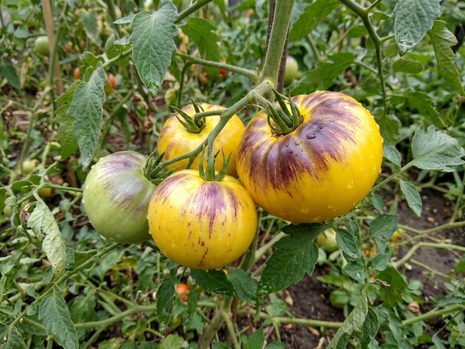 A truss of Sart Roloise tomatoes