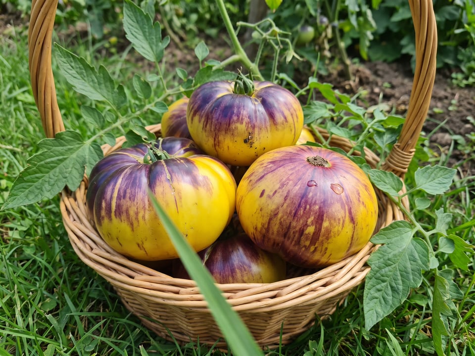 Freshly picked Sart Roloise tomatoes