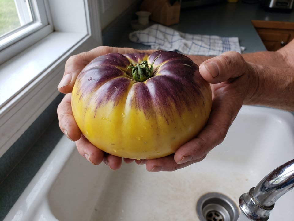 A ripe Sart Roloise tomato held in a gardener's hand