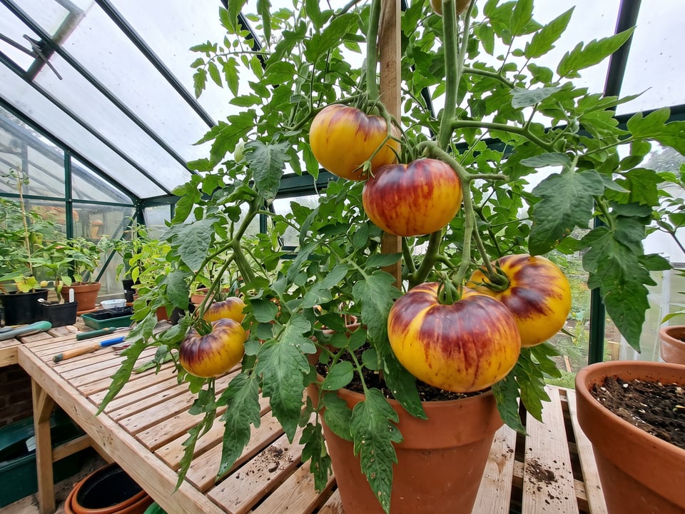 Sart Roloise tomatoes ripening on the vine under cover