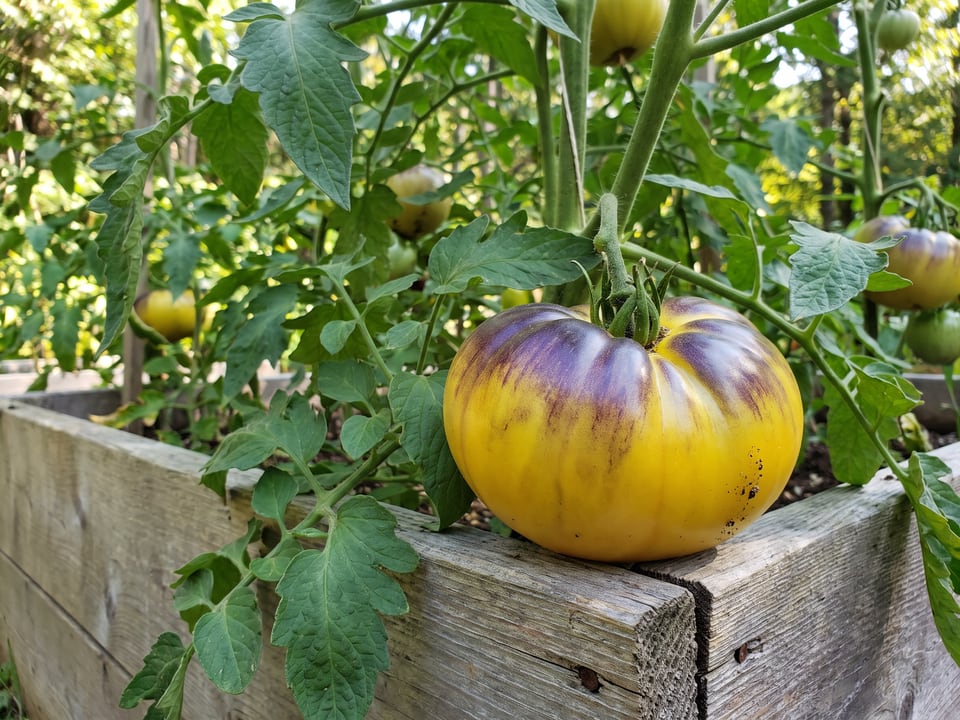 Sart Roloise tomato plant in a garden bed with ripe fruit on the vine