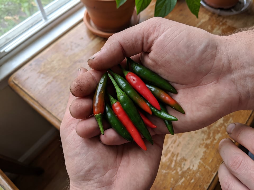 A ripe Serrano Tampiqueño pepper pod held in a gardener's hand