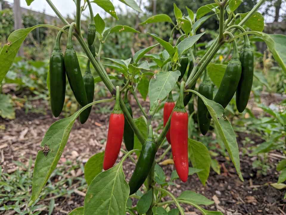 Ripe Serrano Tampiqueño pepper pods on the plant
