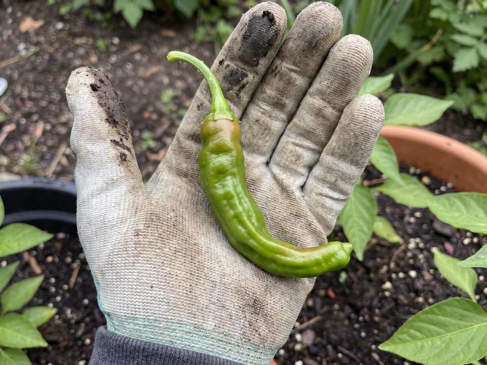 A ripe Shishito pepper pod held in a gardener's hand