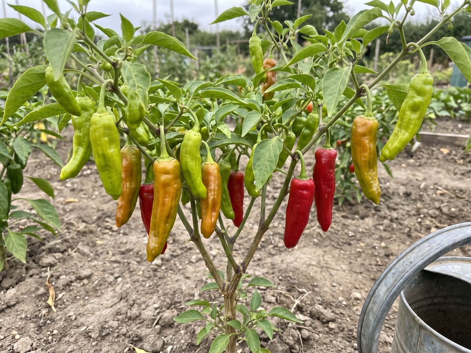 Shishito pepper plant with ripe pods