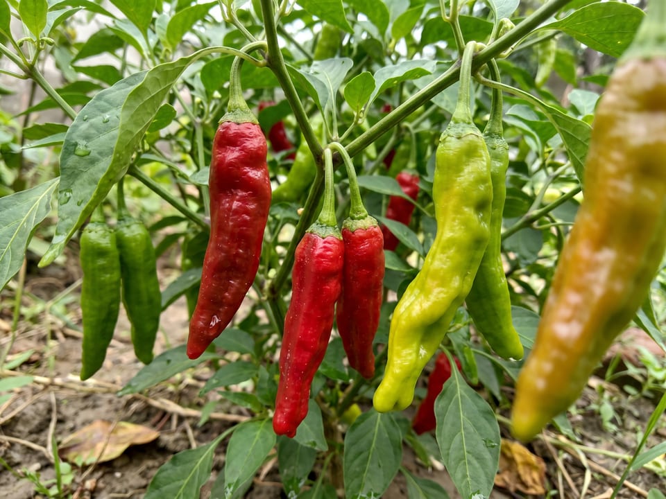Ripe Shishito pepper pods on the plant