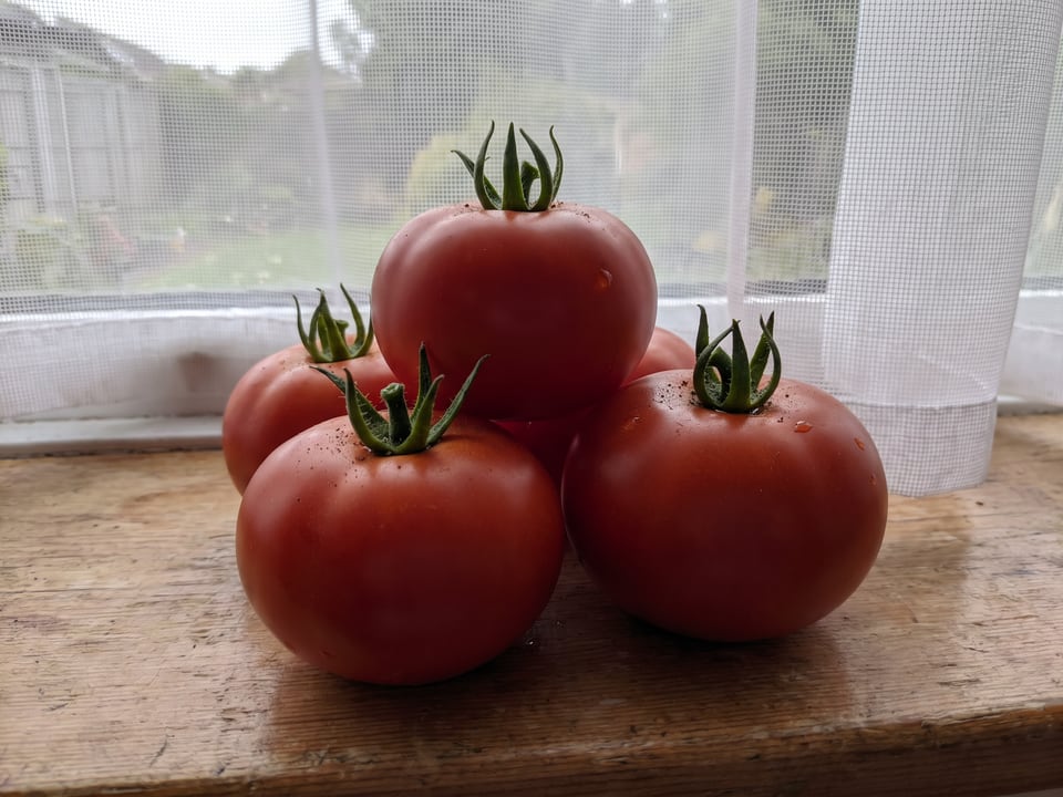 Freshly picked Siletz tomatoes