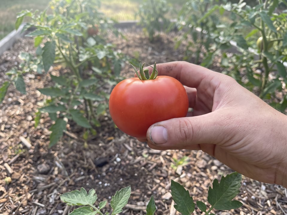 A ripe Siletz tomato held in a gardener's hand